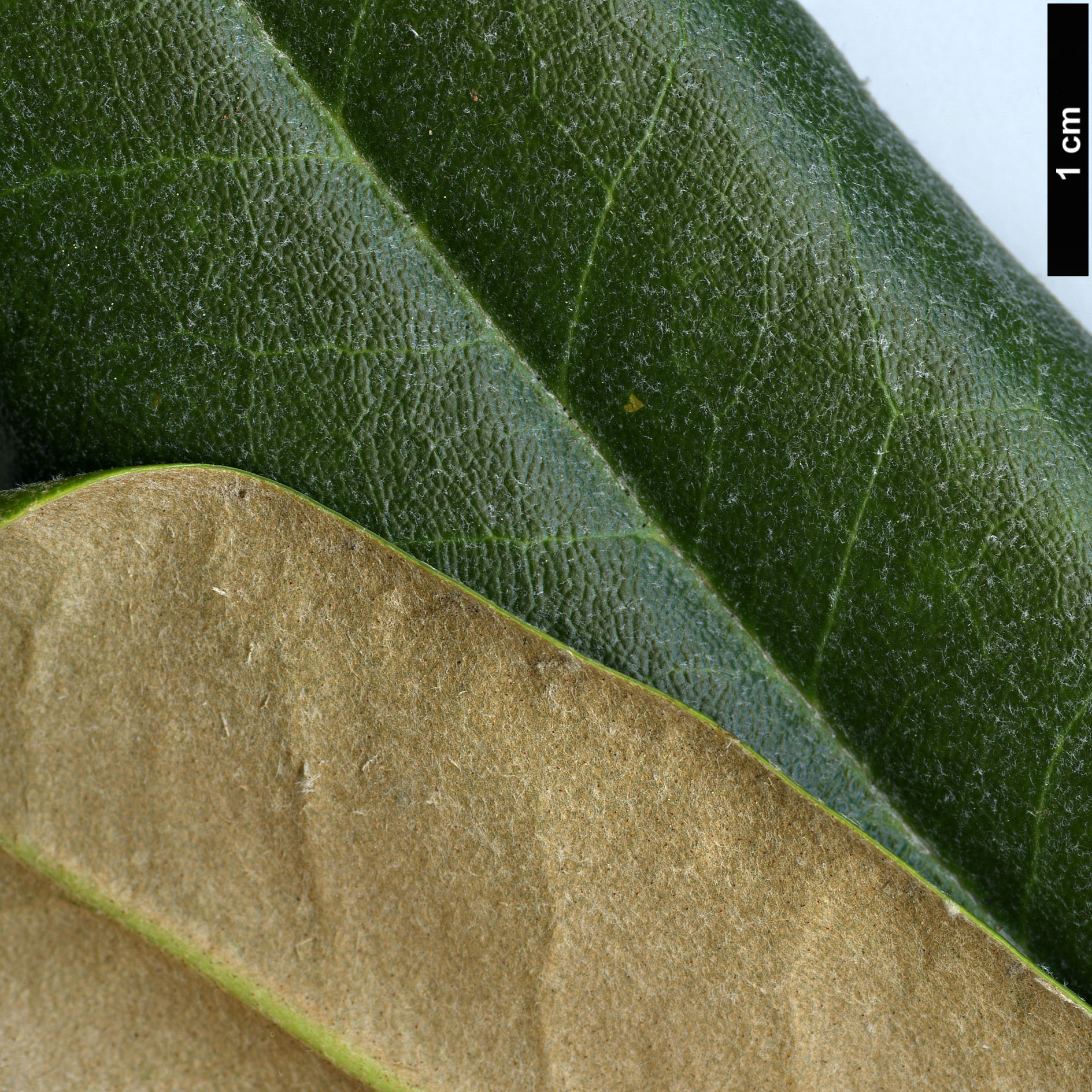 High resolution image: Family: Ericaceae - Genus: Rhododendron - Taxon: degronianum - SpeciesSub: subsp. heptamerum var. kyomaruense